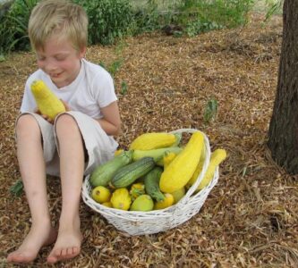 Summer Squash Time of Year Image